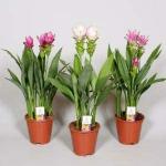 PARYAVARAAN Curcuma / Alismatifolia / Siam Tulip Flower Bulbs Multicolor For Home Gardening Pack of 20