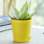 UGAOO Sansevieria Moonshine Snake Plant With Self Watering Pot