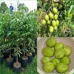 GREEN LINE Amra Spondias Sweet Amra Spondias Mombin Fruit Ambada Live Grafted Plant for Outdoor Garden Plant