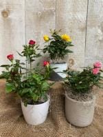Cloud Farm Hybrid Rose Plant - 200 mm (pack of 3) CF_A434