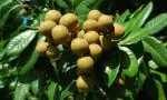 Earth Angels ZZ PlantBaijantimala PlantAash Fol Plant / Longan Plant