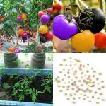 PLATONE Rainbow Tomato Seeds(Pack Of100 x seeds)