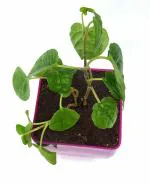 India Gardening Betel Leaf Magai Paan Plant with Purple Pot