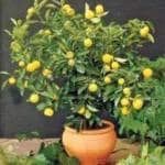 Cloud Farm Baramasi Fruit Plant Lemon Fruit Plant Sadabahar Kagzi Lemon Baramasi Special Plants. ''6 months Old''(Pack Of 1),CF_L109