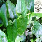 Kapebonavista Jal Jamni Patalgarudi Farid buti Musakani Dirghakanda viddhakarni Broom Creeper Cocculus hirsutus Chhilihinta Vasanvel Plant