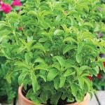 Platone Stevia PlantTulshi PlantRare Stevia Plant Stevia Rebaudiana Sweet Leaves Live Herbal Plant With Polybag