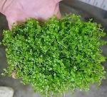 Monte Carlo Plant - Aquatic Live Plant for Planted Aquarium (Mat/Portion Suitable for Tank Foreground Plantation) (Big - 4inch x 5inch)