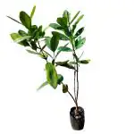 Cloud Farm Rare Magical 