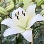 Plantogallery Green Asiatic Lily Flower Bulb (Pack Of 20) (White) | Outdoor Decor| Lawn and Garden| Garden| | Home Accessory| Home Decors| Lawn Accessory| Garending Accessory| Asiatic Lily Flower Bulb|