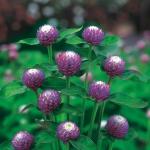 M-Tech Gardens Rare Hybrid Gomphrena 