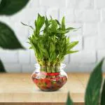 LilPlants 2 Layer Lucky Bamboo Plant (Without Pot)