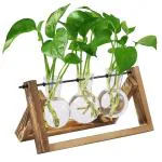 Hasthip Hydroponics Glass Planter With Wooden Stand (Pack Of 3)