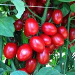 PLATONE Hybrid Tomato Seeds Red Ruby(Pack Of1000 x seeds)