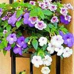 PARYAVARAAN Achimenes Flower Bulbs For Gardening pack of 90