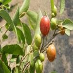 Kapebonavista Bhainchikoli Governor's Plum Batoka Plum Flacourtia ramontchi plant