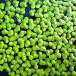 Plantzoin Duckweed floating Lemna minor Common duckweed Live Plant
