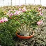 PLATONE Adenium Plant_adenium plant jfkbsudk pai(y442