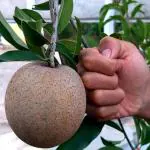 Online Plant Bazar Grey Alltime Chikoo Chiku Sapota Sapodilla Naseberry Sweet Fruit Thai Variety Grafted Live Plant, Height- 1 Ft To 2 Ft
