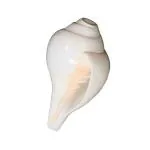 TEJ GIFTS - Natural Blowing Shankh - Vamavarti Shankh - Bajnewala - Conch Shell - Original White - 3 to 3.5 Inch