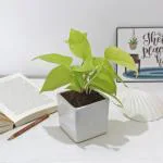Rolling Nature Golden Pothos Air Purifying & Lucky Indoor Plant in White Square Glacier Ceramic Pot