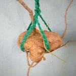 Vi Vethan garudan kilangu (SALAMPANJA) 1 piece