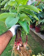 Platone Insulin PlantBio Plantinsulin94