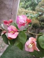 Cloud Farm Bougainvillea Plant CF[000100]
