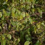 Kapebonavista Aantamul Antomula Jangli pikvan Latakshiri Antrapachaka Dambel Dambuti Indian Ipecac Cynanchum Indicum Tylophora Asthmatica Emetic swallow wart Indian Ipecac Tylophora Indica Living Plant With Poly Bag Antamula