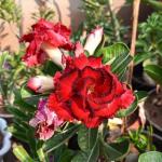 Cloud Farm Hybrid Angel Red Adenium Plant - 200 mm CF_O465