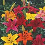 PARYAVARAAN Lilium Bulbs/ Asiatic lily, Oriental Lily Flower Bulbs for Indoor & Outdoor Garden (Pack of 5 flower bulbs)