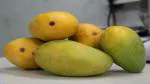 The Entacloo Mango Plant Chinna Rasalu Mango Plant - Grafted