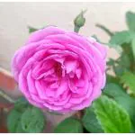 Cloud Farm Rose Plan Baby Pink Paneer Rose Plant Indian Fragrant Rose Plant Chillatai Rose Scented Rose Plant (Pack OF 1),CF_R24