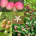 Zomoloco Karonda PlantKormocha PlantRare Karonda, koromcha, Carandas, Carissa Carandas Live Grafted Plant with polybag