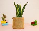 Leafy Tales Sansiveria Superba Plant In Jute Bag Plant Wrap, Festival Collection