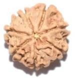 Feeltouchmart Brown Wood 7 Mukhi Rudraksha Hgj00-1001-2325