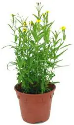 XOLDA Organic bhendi Seed (49 per packet)