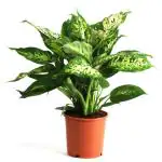 JESAA GREENS Aglaonema Air Purifying Live Plants for Home Decor-Indoor & Outdoor Plant | Plant For Gardening | Green Leave Plant(Pack of 1)