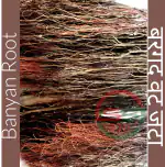 SS520 Bargad Jata 400g. Dry Banyan Root Vat Bad Ki Dhadi Bad Marri Udala Aalam Ver Ficus Benghalensis Indian Fig Bargad Jad Aal Root Aerials