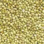 Tamransh Mind View Gardening Dhaniya Seeds, 200 grams