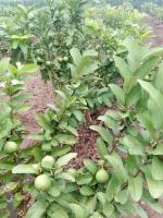 Cloud Farm Hybrid Lalit Guava Plant - 200 mm CF_O41