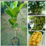 Platone Jack Fruit PlantKathal PlantRare Jack Fruit 