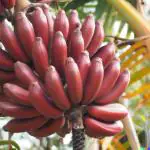 Cloud Farm Red banana tree (1 Healthy plant), CF_N43