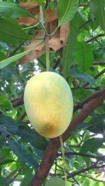 Cloud Farm Hybrid Raspuri Pink Mango Plant - 200 mm . R787