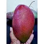 Exotica Orchids Yuwen - 6 Mango Plant - Grafted