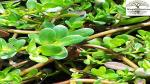 PLATONE Brahmi Nirbrahmi Safed Chamani Brahmisaka, it is a plant not a seed(Pack Of1)