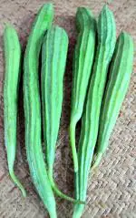 India gardening Ridge Gourd (Turai) Jaipur Long Vegetable Seeds