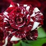 Platone Rose PlantGulab PlantLive White and Deep Maroon Red Tiger Stripe Roses Plant b