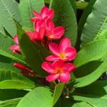 Earth Angels Plumeria PlantKath chapa PlantRed Frangipani Plumeria Flower Plant