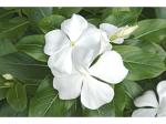 Odiplantz Madagascar periwinkle (Color-White) Live Plant