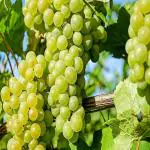 PLATONE Grapes Plant_Angur Plant Sb(y499